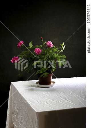 Still life with a potted indoor rose on the table Still life with a potted indoor rose on the table 105574341