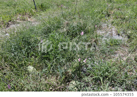 Scattered cherry blossom petals 105574355