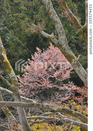 ZenZenji的櫻花 105574433