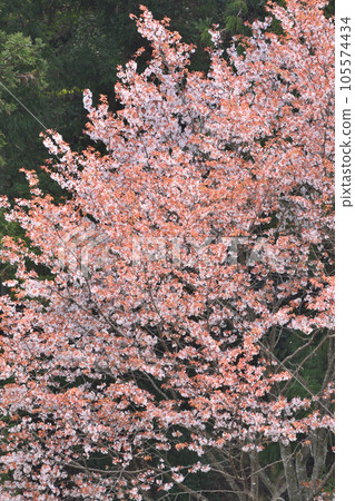 ZenZenji的櫻花 105574434