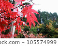 The colors of the autumn leaves whispering in the autumn breeze 105574999
