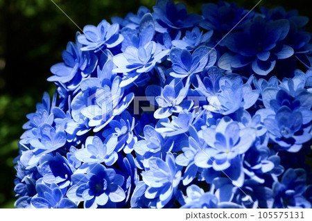Cute double-flowered hydrangeas Temari Temari Cute double-flowered hydrangeas Temari Temari 105575131
