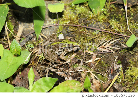 Tonosawa frog Tonosawa frog 105575150