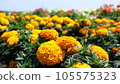 marigold carpet 105575323