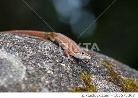 日本假名蛇 105575368