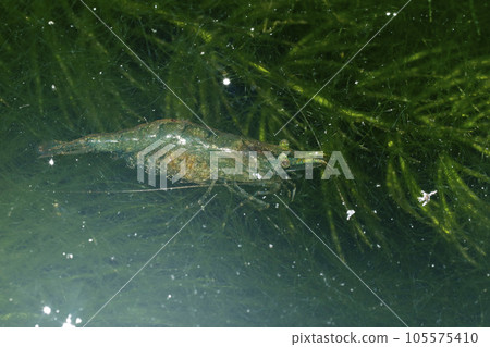 Numa shrimp friend Numa shrimp friend 105575410