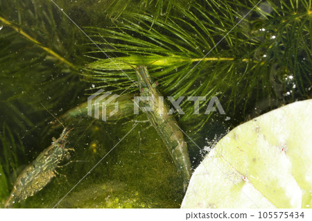 Numa shrimp friend 105575434
