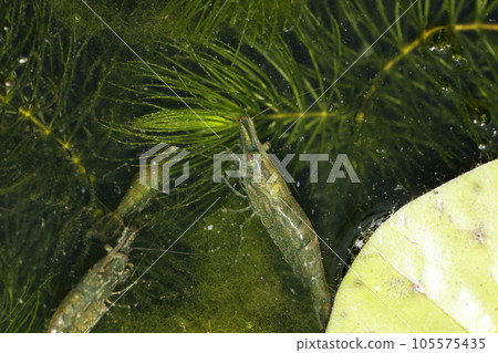 Numa shrimp friend 105575435