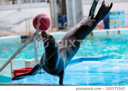 能登島水族館、海獅表演 105575565