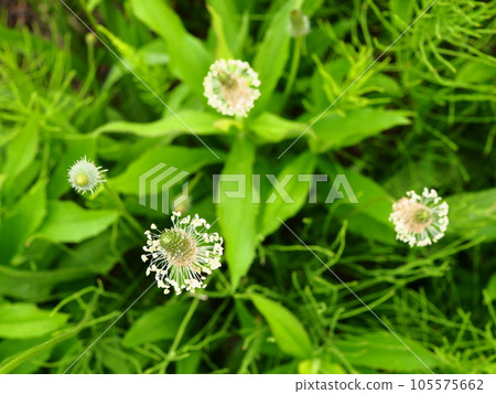 埼玉縣川口市荒川河河床上盛開的披針葉車前草花穗 埼玉縣川口市荒川河河床上盛開的披針葉車前草花穗 105575662