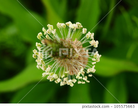 Flower spikes of plantago lanceolatum blooming on the riverbed of the Arakawa River in Kawaguchi City, Saitama Prefecture 105575663