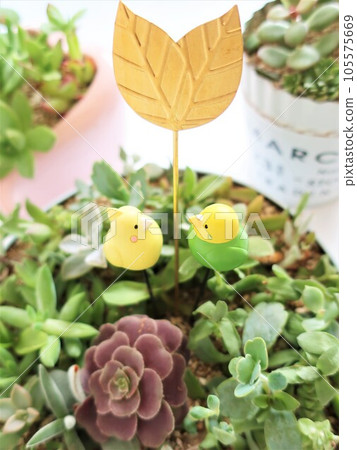 多肉植物群植及園林采摘 多肉植物群植及園林采摘 105575669