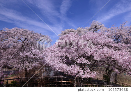 Katsuma, Takato-cho, Ina City, Nagano Prefecture: Weeping cherry trees and Takato Kohigan cherry trees in full bloom at Katsuma Yakushido, also known as Yakushi's cherry blossoms 105575688