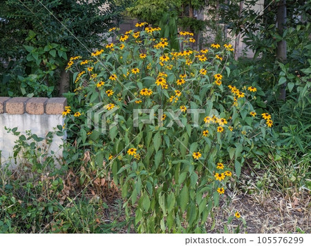 Yellow flowers of Rudbeckia takao blooming in the summer garden 105576299