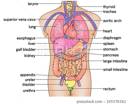 Illustration showing the placement of the main internal organs of the human body Illustration showing the placement of the main internal organs of the human body 105576382