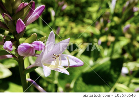 淺紫色玉簪花特寫 105576546
