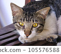 A close-up portrait of a domestic cat from Indonesia with yellow eyes and a tabby patterned fur, sitting on a wooden chair. Domestic cats, often referred to as "kucing kampung" by the local community. 105576588