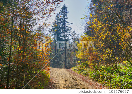 Bright autumn rural forest road in the mountains on a warm day. Bright autumn rural forest road in the mountains on a warm day. 105576637