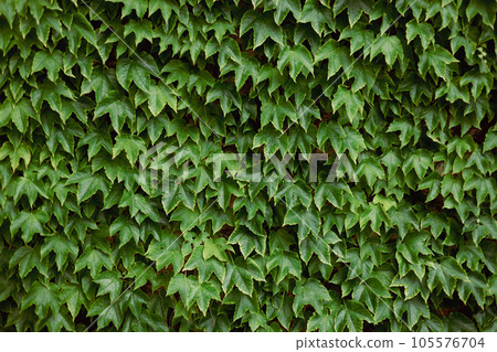 Ivy texture. Ivy hedge background. Ivyberry backdrop. Ivy Green wall. Green leaves background. Myrtle green background Ivy texture. Ivy hedge background. Ivyberry backdrop. Ivy Green wall. Green leaves background. Myrtle green background 105576704