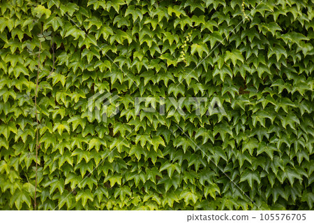 Ivy texture. Ivy hedge background. Ivyberry backdrop. Ivy Green wall. Green leaves background. Myrtle green background Ivy texture. Ivy hedge background. Ivyberry backdrop. Ivy Green wall. Green leaves background. Myrtle green background 105576705