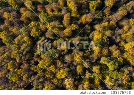 Aerial view of forest canopy in the autumn 105576798