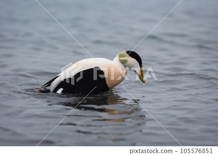 Barnacle goose, Branta leucopsis on Jokulsarlon glacial lagoon in Iceland Barnacle goose, Branta leucopsis on Jokulsarlon glacial lagoon in Iceland 105576851