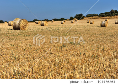 Straw bales on farmland with blue sky 105576863
