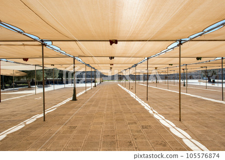 Praying tents on Temple Mount, Jerusalem, Israel 105576874