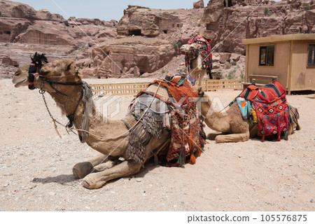 Resting camels in Petra, Jordan 105576875