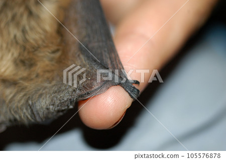 Chiropterologist holding and studying a bat Chiropterologist holding and studying a bat 105576878
