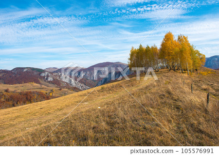 Birch trees in the autumn 105576991