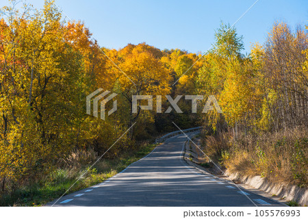 Forest road in the autumn Forest road in the autumn 105576993