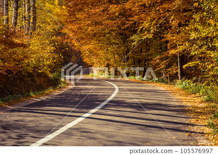 Forest road in the autumn Forest road in the autumn 105576997