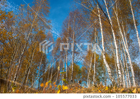 Birch trees in the autumn Birch trees in the autumn 105577033