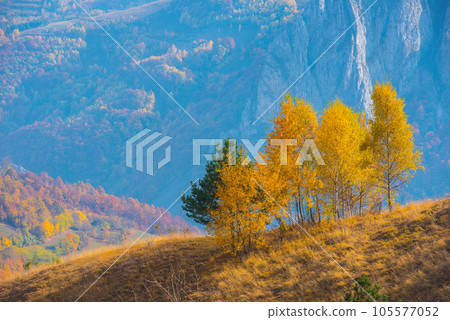 Birch trees in the autumn Birch trees in the autumn 105577052