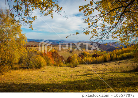 Autumn trees in the forest Autumn trees in the forest 105577072