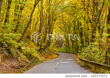Forest road in the autumn Forest road in the autumn 105577073