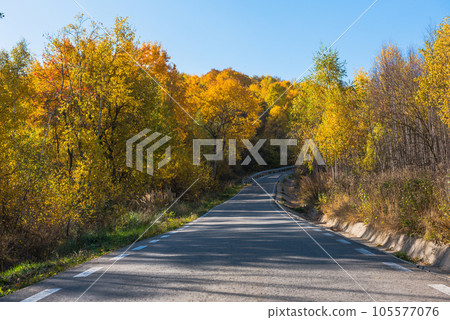 Forest road in the autumn Forest road in the autumn 105577076