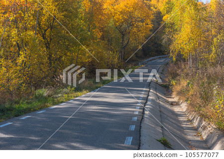 Forest road in the autumn Forest road in the autumn 105577077