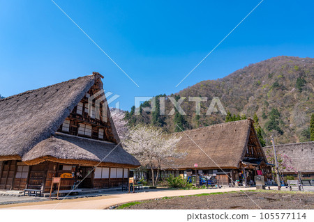 富山縣五箇山市菅沼合掌村春天的櫻花 105577114