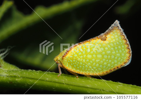 Helichahagoromo (Invasive species of the family Aobahagoromo) Helichahagoromo (Invasive species of the family Aobahagoromo) 105577116