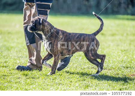boxer dog Training near his owner legs during the dog obedience course boxer dog Training near his owner legs during the dog obedience course 105577192