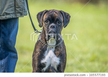 Beautiful German Boxer Dog sitting in front of green gras in a park looking cute Beautiful German Boxer Dog sitting in front of green gras in a park looking cute 105577193