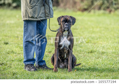 Beautiful German Boxer Dog sitting in front of green gras in a park looking cute Beautiful German Boxer Dog sitting in front of green gras in a park looking cute 105577194