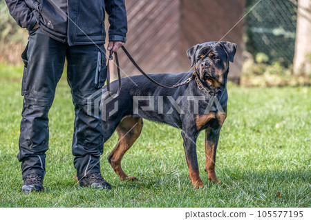 young black rottweiler dog training for protection sport and police young black rottweiler dog training for protection sport and police 105577195