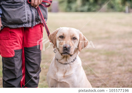 Smiling labrador dog in the city park portrait. Smiling and looking up Smiling labrador dog in the city park portrait. Smiling and looking up 105577196