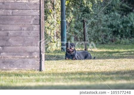 young black rottweiler dog training for protection sport and police young black rottweiler dog training for protection sport and police 105577248