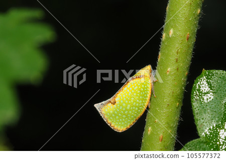 Helichahagoromo (Invasive species of the family Aobahagoromo) Helichahagoromo (Invasive species of the family Aobahagoromo) 105577372