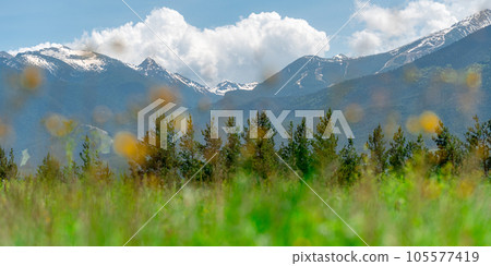 Beautiful panoramic landscape of the snow-capped Pirin Mountains in March near Bansko against the backdrop of yellow dogwood flowers. 105577419