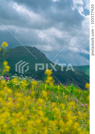 Flower meadow in the mountains of Armenia in cloudy weather 105577420